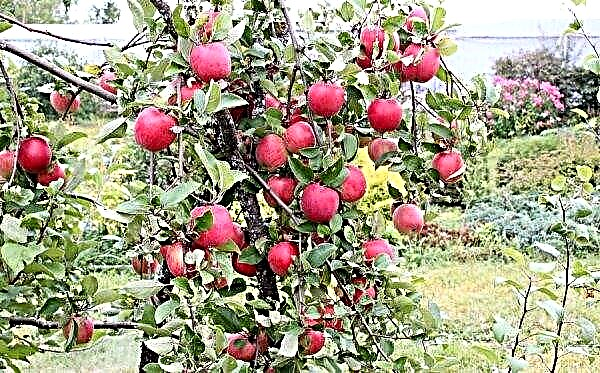 Apple tree Uralets: description and characteristics of the variety, especially planting and tree care, photos