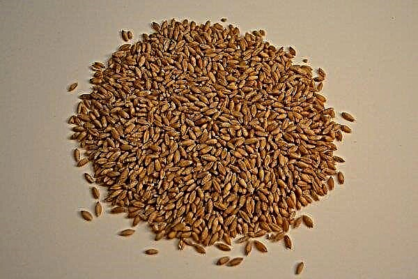 Triticale - יבול רווחי לייצור מזון