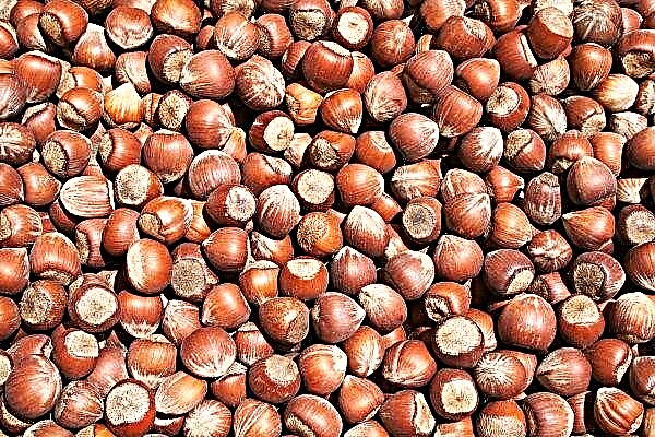 A whole grove of elite Italian walnut grows in Volhynia