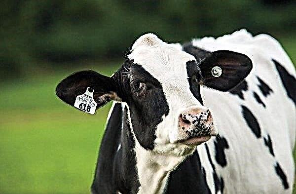Lembu Udmurt mula memberi lebih banyak susu
