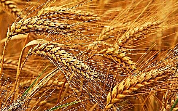 La compañía alemana Hipp está considerando la compra de trigo orgánico en Kazajstán.