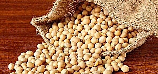 Breeders are developing a new soybean variety for harsh conditions in Altai