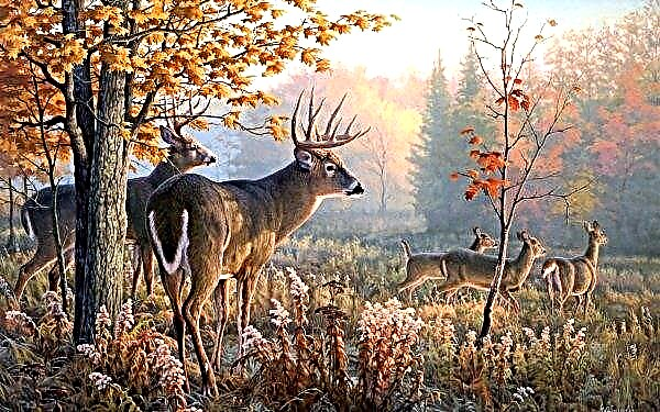 There are fewer deer in Russia, and more organic meat