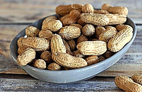Indian scientists have bred two varieties of high olean peanuts
