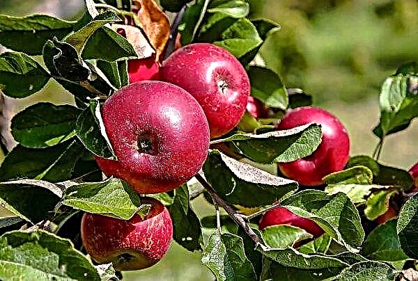 Los huertos de manzanas en Ucrania en 2019 pueden verse afectados por un folleto