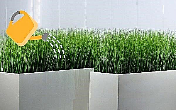 Rumput di ambang jendela: cara menumbuhkan rumah di pot, untuk dekorasi interior sebuah apartemen, bagaimana melakukannya sendiri, foto