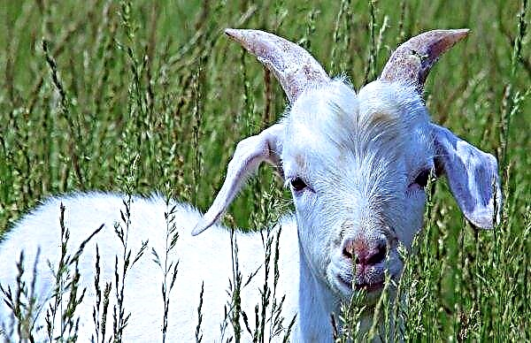 Bønder i Ukraine nægter at dyrke geder