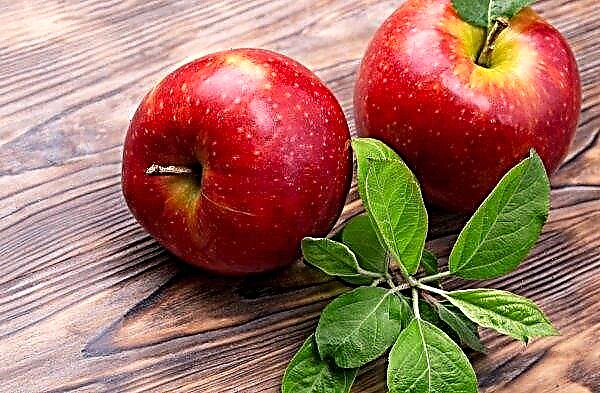 Samara gardeners increased apple production