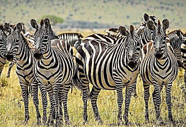 The zebra's distinctive aroma will help African herders repel the tsetse flies attack