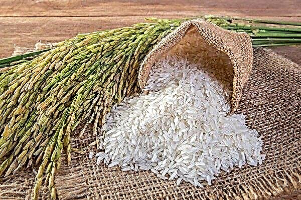 Rusia está al borde de la escasez de arroz