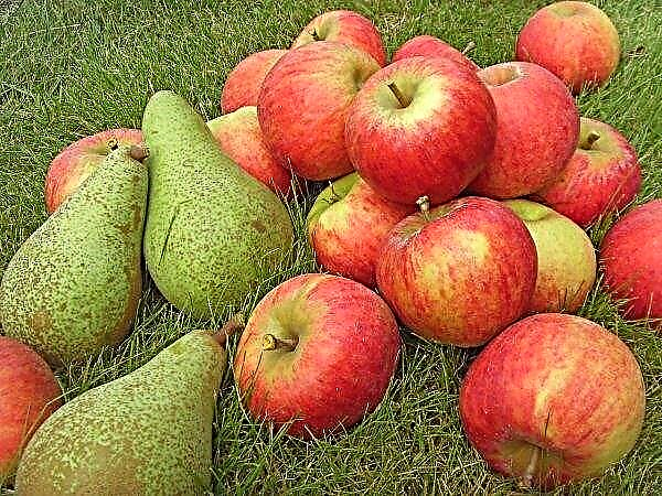 2019 will not give Ukrainian farmers a large harvest of apples and pears