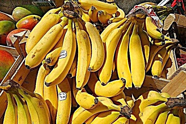 Turquemenistão decidiu cultivar bananas
