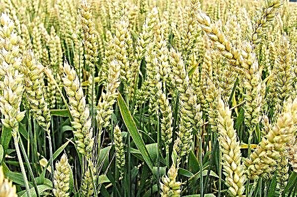 Ukrainian farmers completed the sowing of spring grain