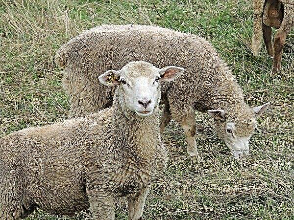 A Stavropol báránynak több rajongója van szerte a világon