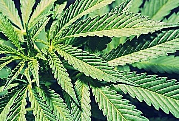 Produção de Cannabis Expande No Reino Unido
