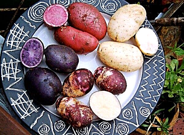 Blue potatoes are grown in the Philippines