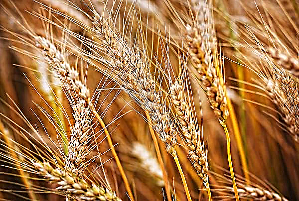 USDA napovedi za ključne točke v sektorju poljščin in živinoreje