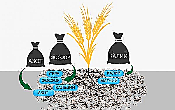 مجموعة متنوعة من القمح الشتوي تانيا: الخصائص ، الوصف ، معدلات البذر ، الزراعة ، مقاومة الأمراض ، موسم النمو