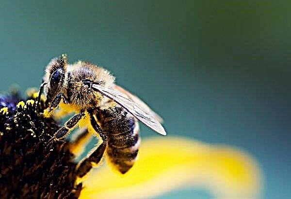 De pest van bijen bereikte de Tataarse netelroos