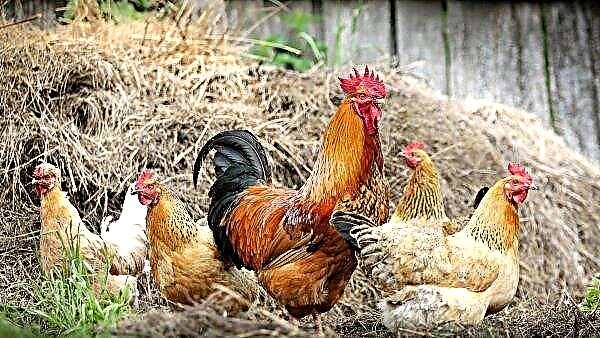 У селу Иарославл открили су велику депонију пилећих лешева