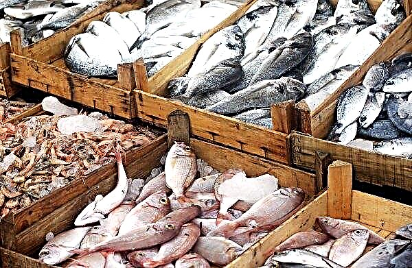 16 mil toneladas de peixe Kamchatka foram para os mercados da Europa e Ásia