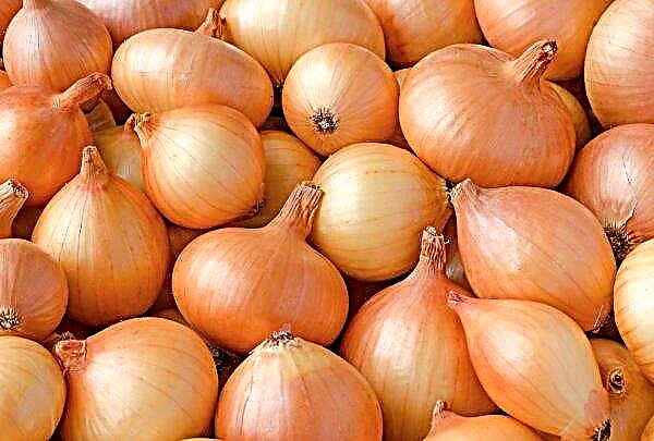 Onion rises in price in Ukraine