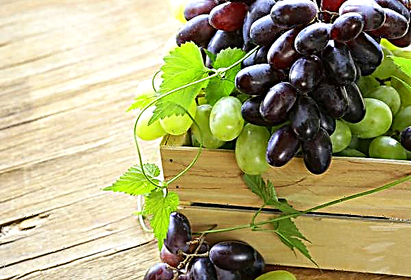 A hő, a veréb és a feketerigó megnehezíti az ukrán szőlő életét