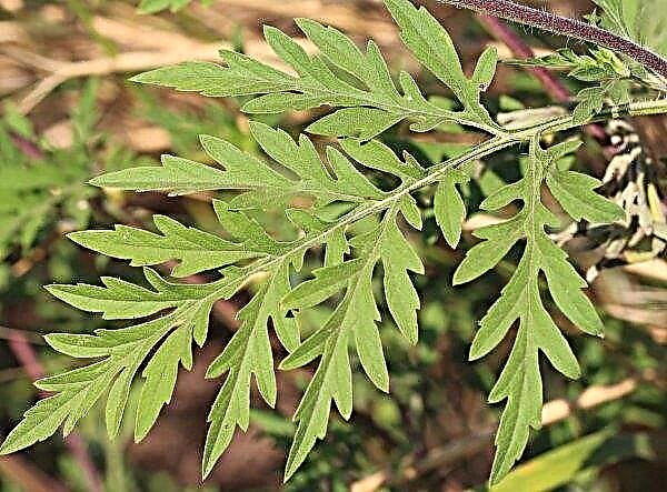 In 11 districts of Transcarpathian region, quarantine was introduced due to ragweed