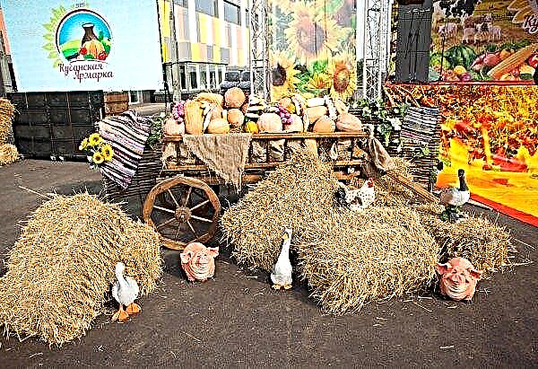 يستعد مزارعو كوبان بنشاط لمعرض الخريف الضخم