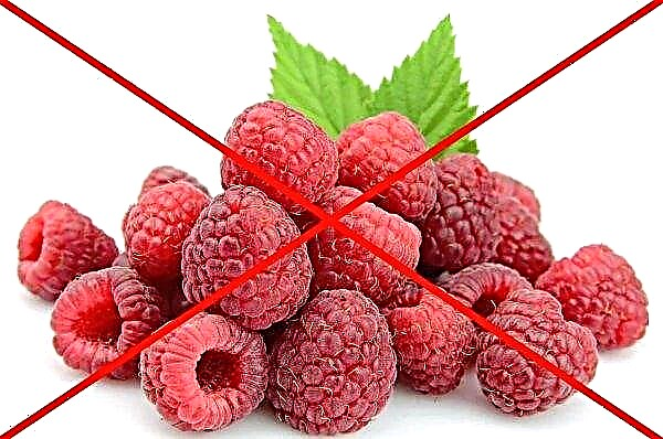 Raspberries at a temperature: composition, can it be consumed, contraindications