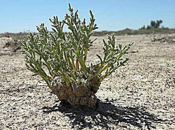 American scientists have found a way to grow plants on saline soils