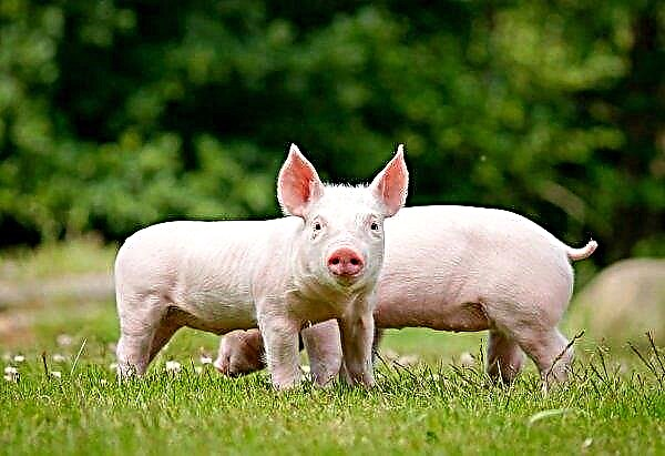 China melarang impor babi dari Laos karena ASF