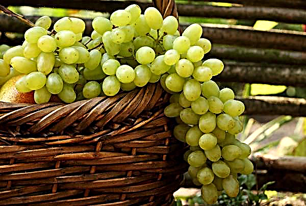 Dekat Odessa akan bertemu dengan winegrower terbaik dari Ukraina dan luar negeri