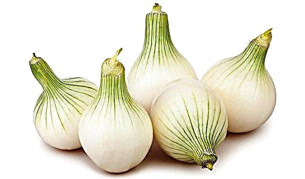 Boiled onion: composition, benefits and harm to the body, intestines, side effects, in what form is more useful