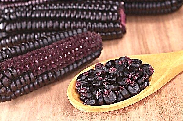 Vinnytsia breeder will present sweet purple corn at VinCornFest festival