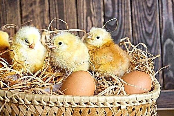 Pembenihan terbesar di Poland merancang untuk menghasilkan 100 juta ekor ayam