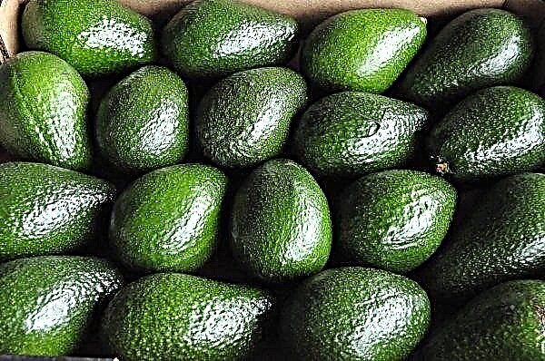Nova Zelândia chocada com roubos massivos de abacate