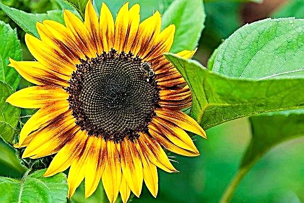 Epicenter K increases the sown area of ​​high oleic sunflower