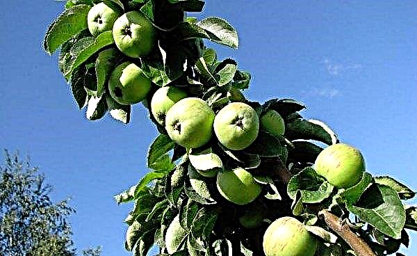 Raznolikost jabuke predsjednik Kolonovidnaya: detaljan opis i opis, tehnologija uzgoja sorte na web mjestu, fotografija