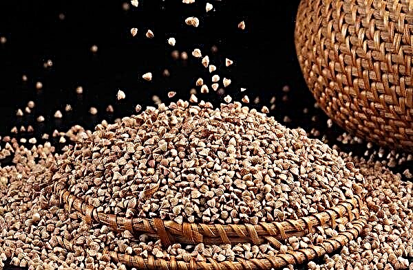 In Lipetsk open spaces will master the production of buckwheat-kernel
