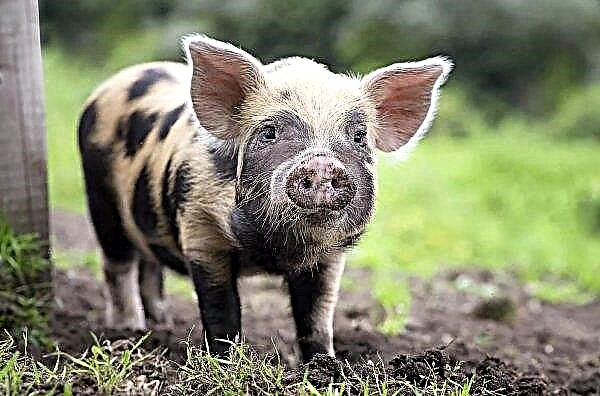 حذر المزارعون الأيرلنديون من أن حمى الخنازير يمكن أن تقتل الخنازير في البلاد