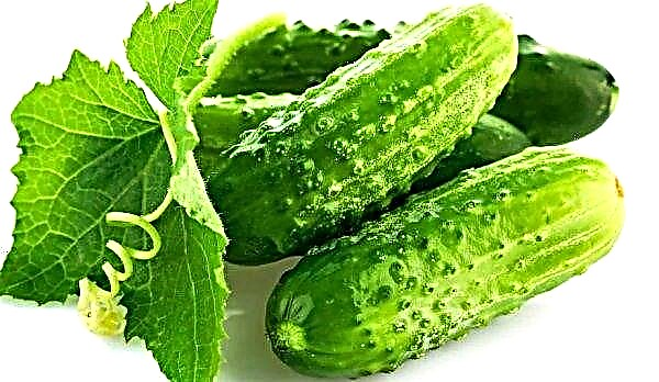 Ukrainian greenhouse cucumbers have become even cheaper