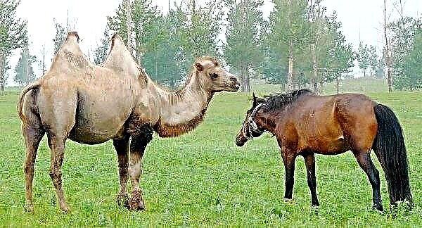 O número de camelos, crianças e potros está crescendo nas barracas de Astracã