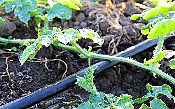 Wie man Wassermelonen im offenen Boden gießt: wie oft, ob man gießt, Bewässerungstechnik