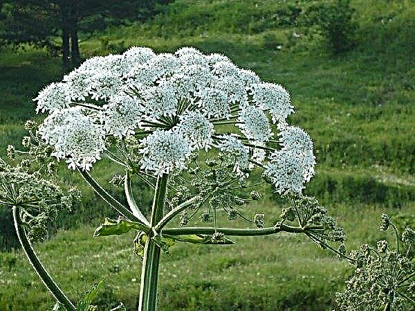 For eight years, the Leningrad region freed 28 thousand hectares from hogweed