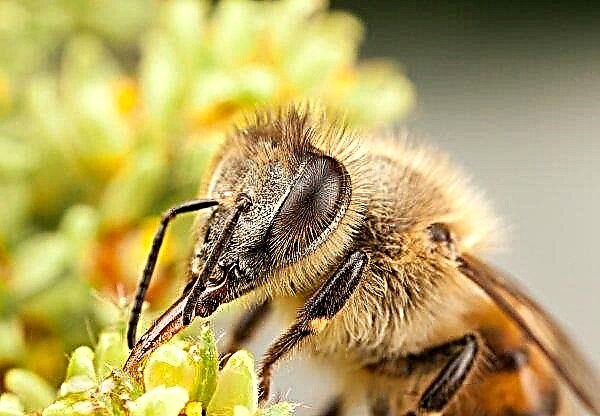 Ярославські аграрії подружаться з бджолярами