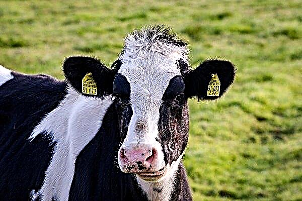 Саратовското говедо избяга от чума и грип, но страда от бруцелоза