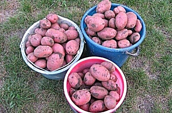 Potato Alladin: description and characteristics of the variety, cultivation and care, photo
