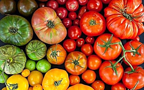 En los invernaderos rusos, tomates holandeses únicos se "dispararán"