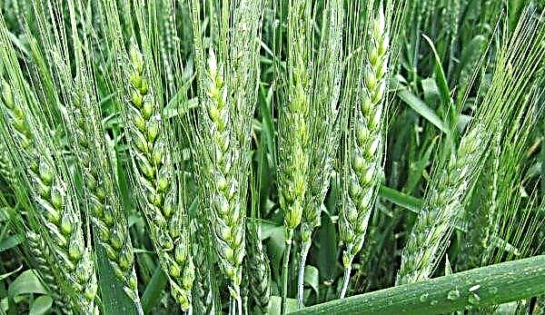 Fusarium spike of winter wheat can significantly spoil the 2019 crop in Ukraine